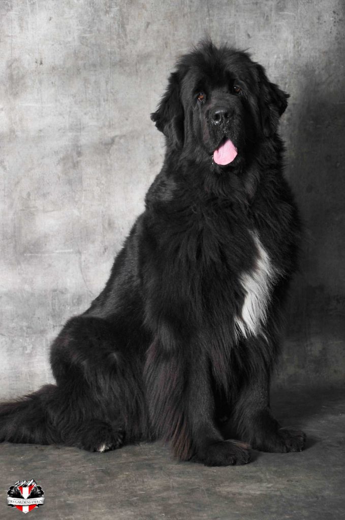 Génésis des Seigneurs de l'Odyssée