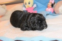 CHIOT