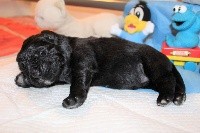CHIOT