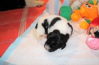 CHIOT