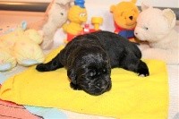 CHIOT